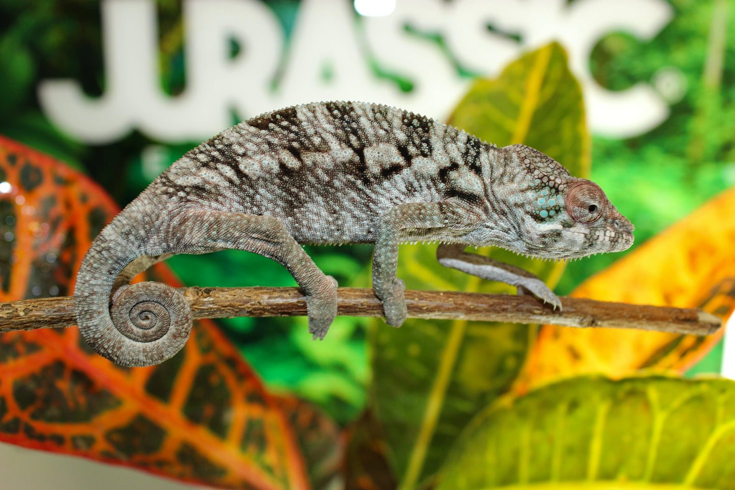 Female Sambava/ Ambilobe Panther Chameleon