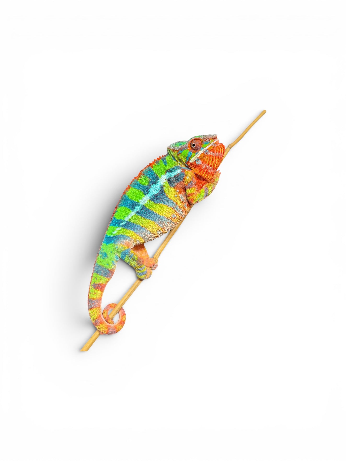 Yellow Body Blue Bar Ambilobe Hold Back