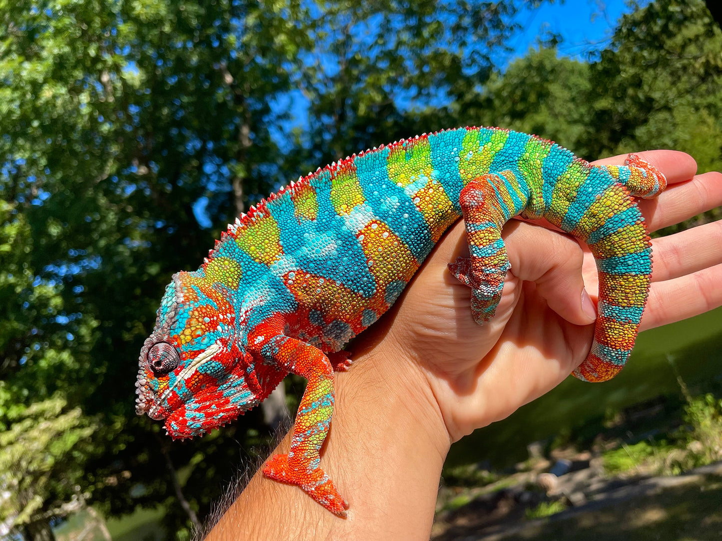 Female Ambilobe Panther Chameleon