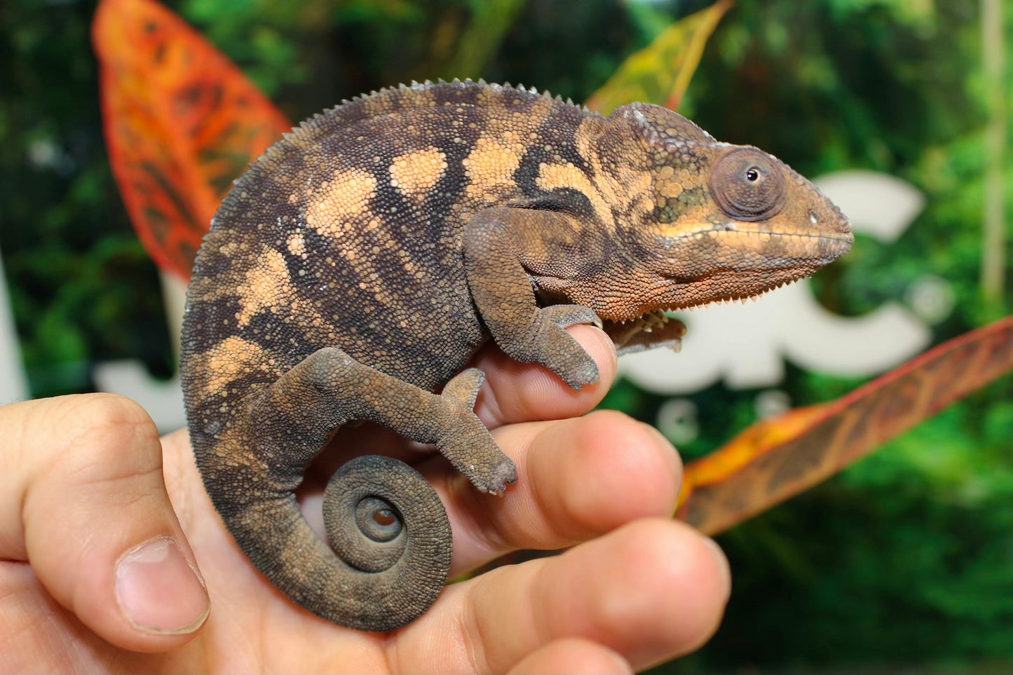 Female Nosy Be Panther Chameleon