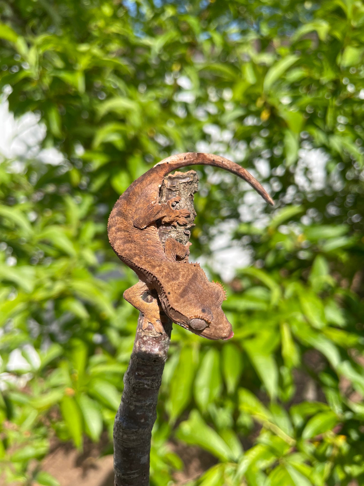 Baby Crested Gecko