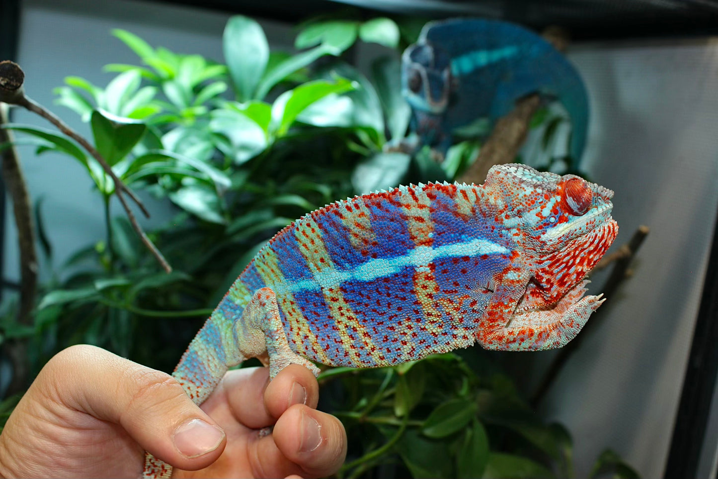 Ambanjilobe Panther Chameleon