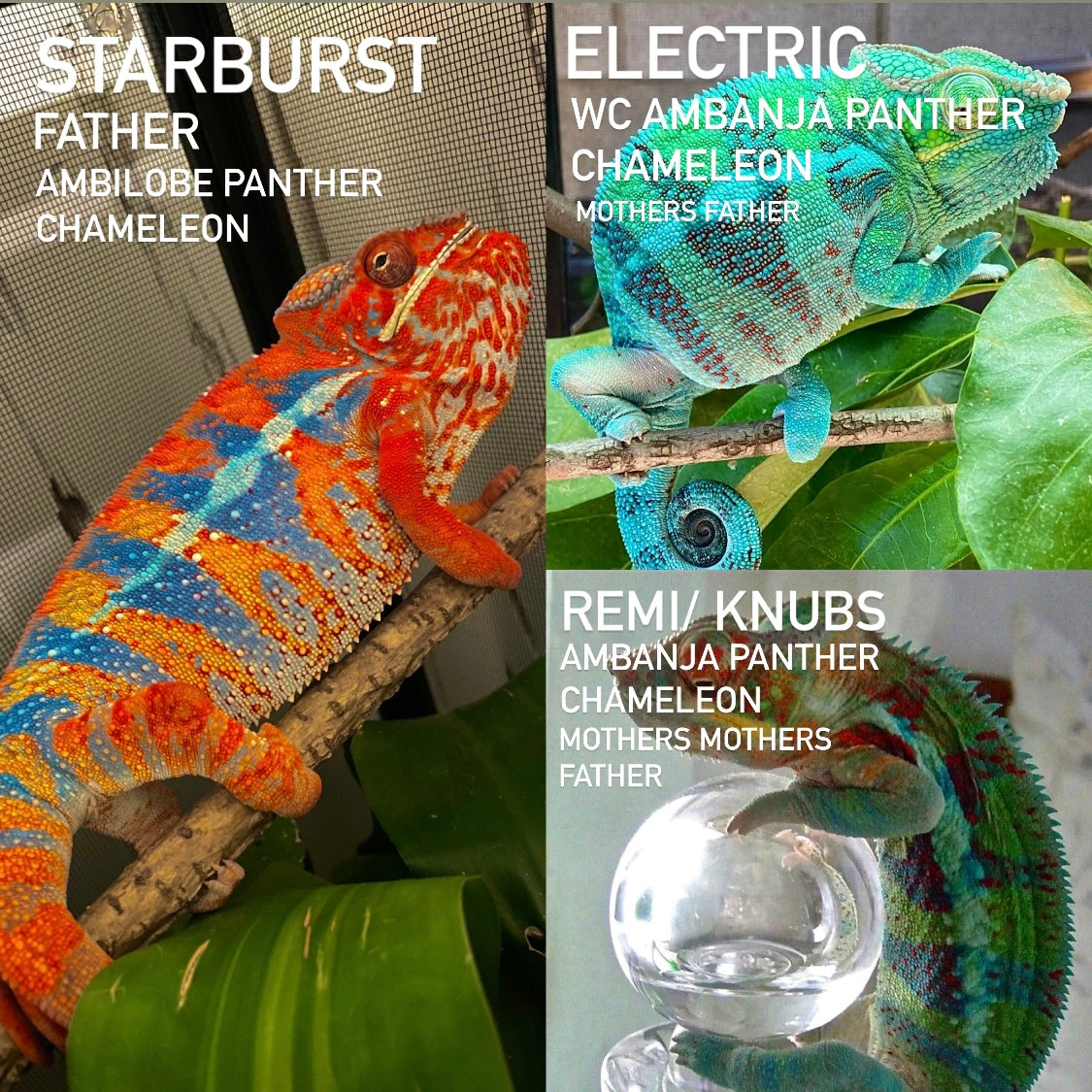 Ambanjilobe Panther Chameleon