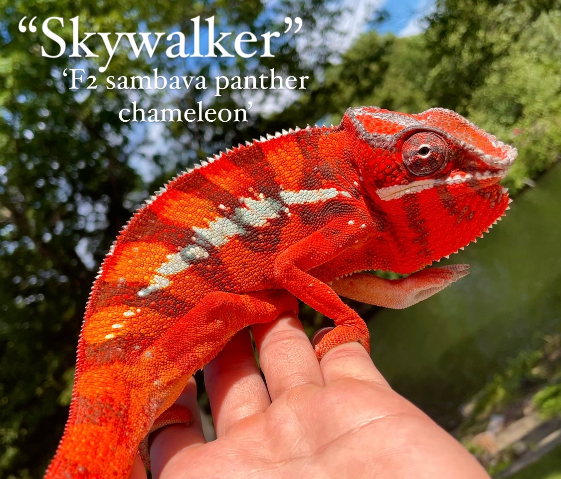 Female Sambavilobe Panther Chameleon