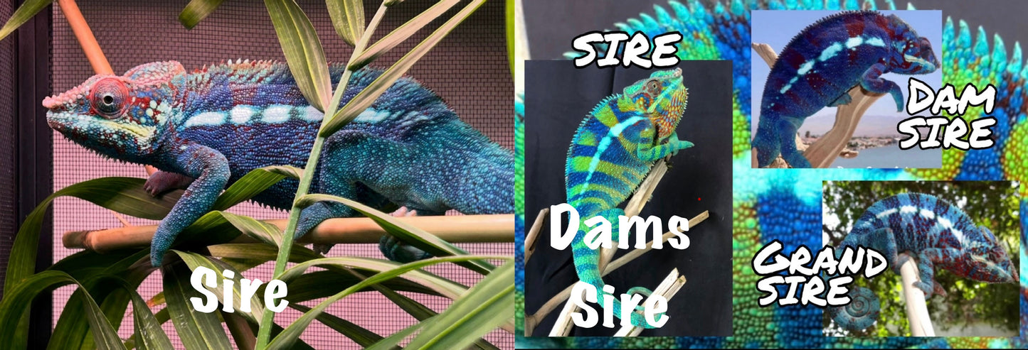 Juvenile Dark Blue Ambanja