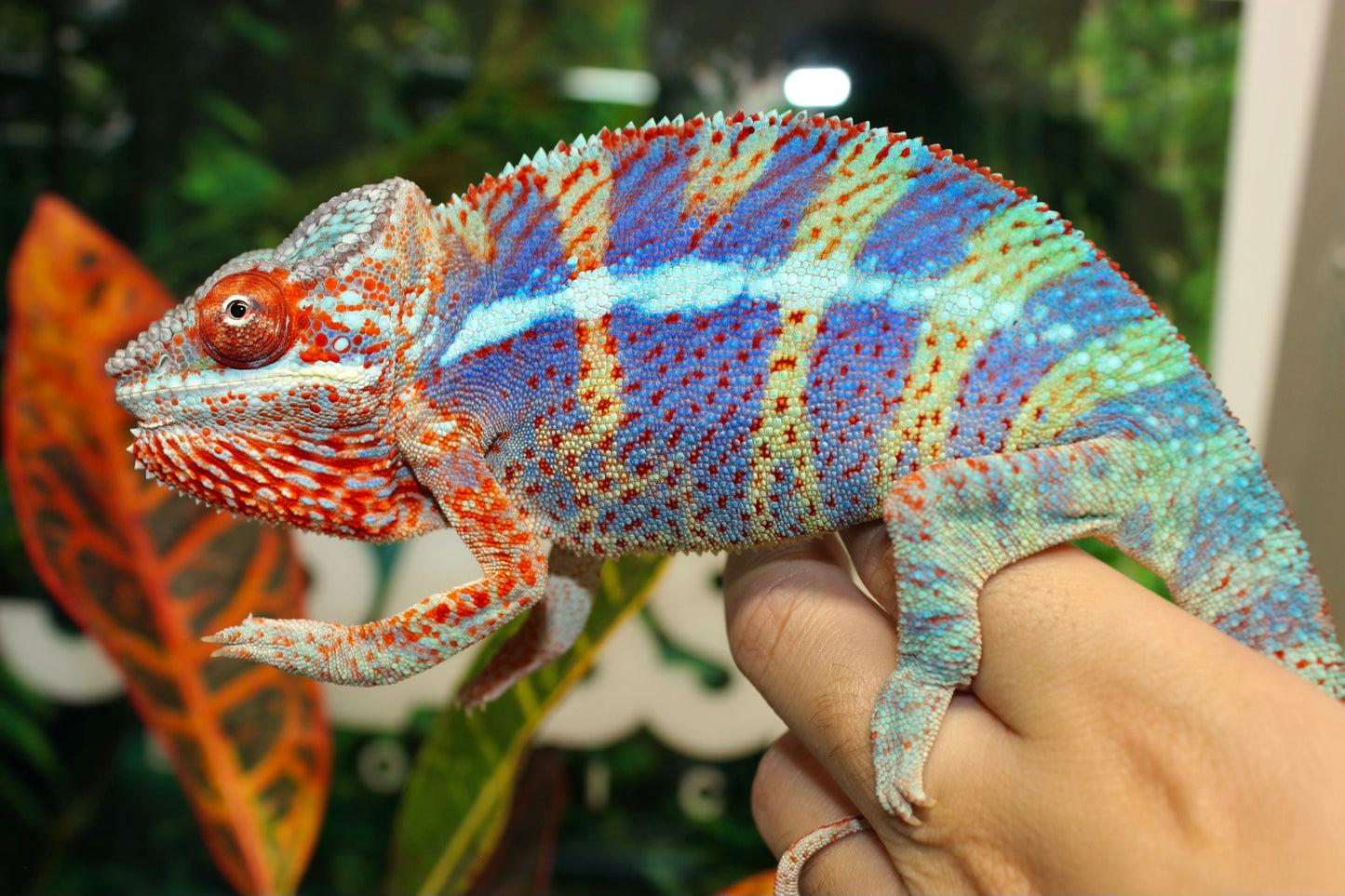 Ambanjilobe Panther Chameleon