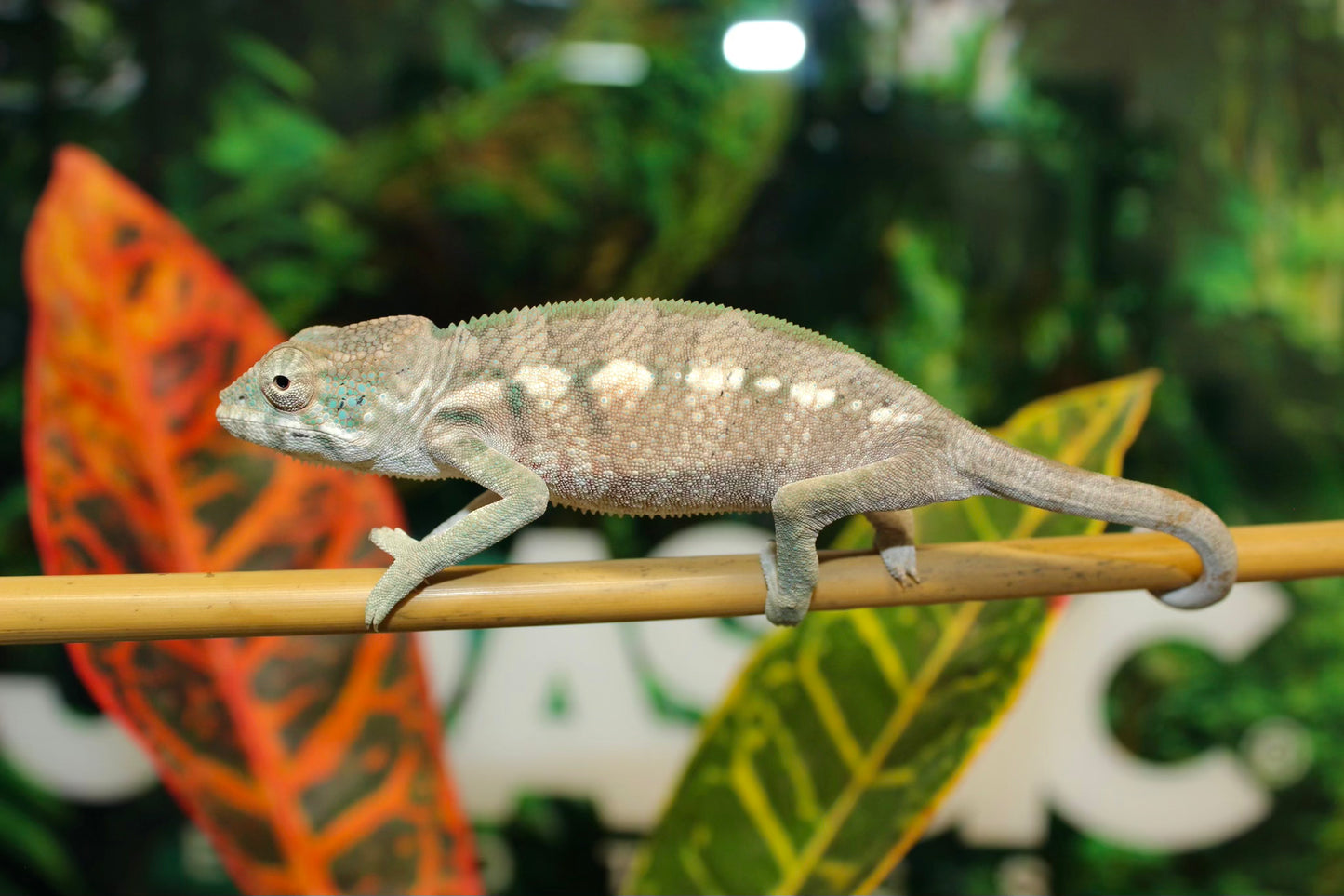 Female Sambavilobe Panther Chameleon