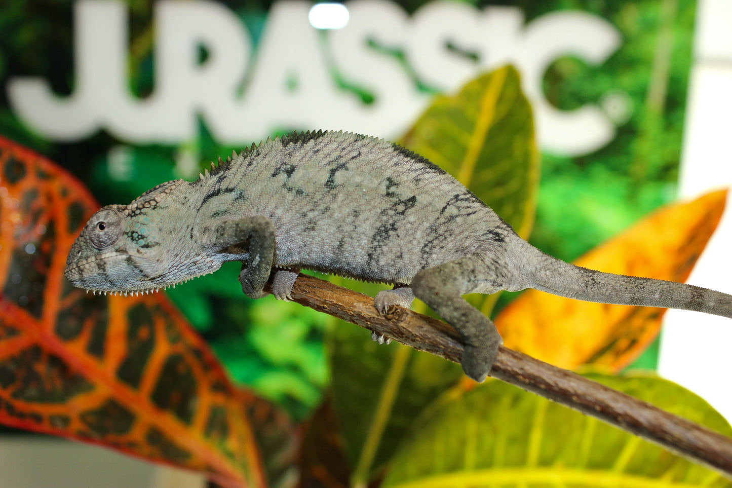 Female Ambilobe Panther Chameleon