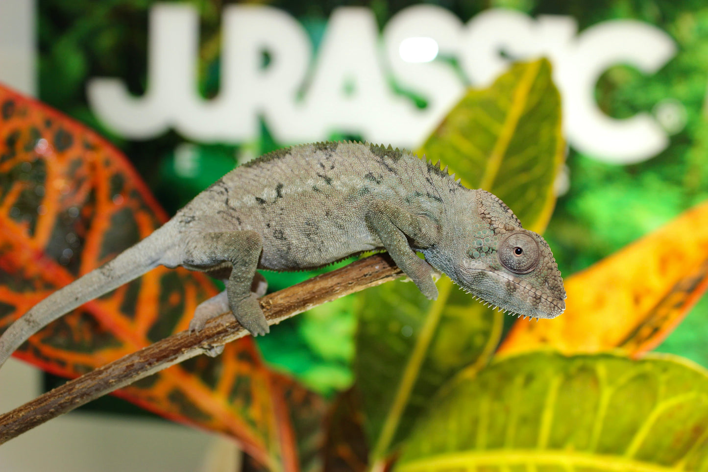 Female Ambilobe Panther Chameleon