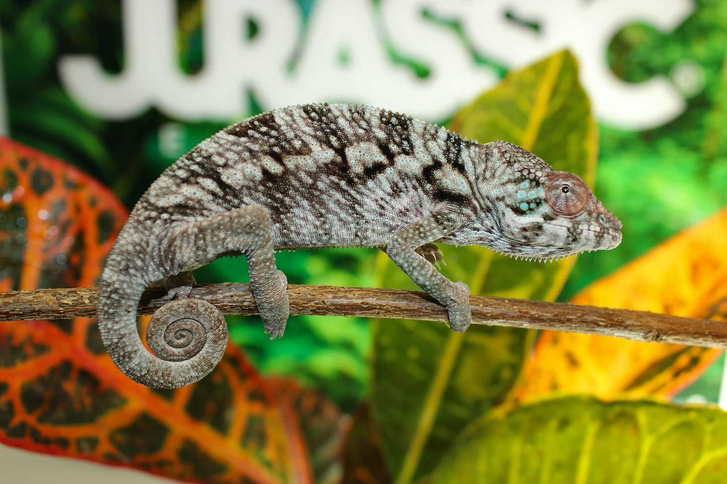 Female Sambava/ Ambilobe Panther Chameleon