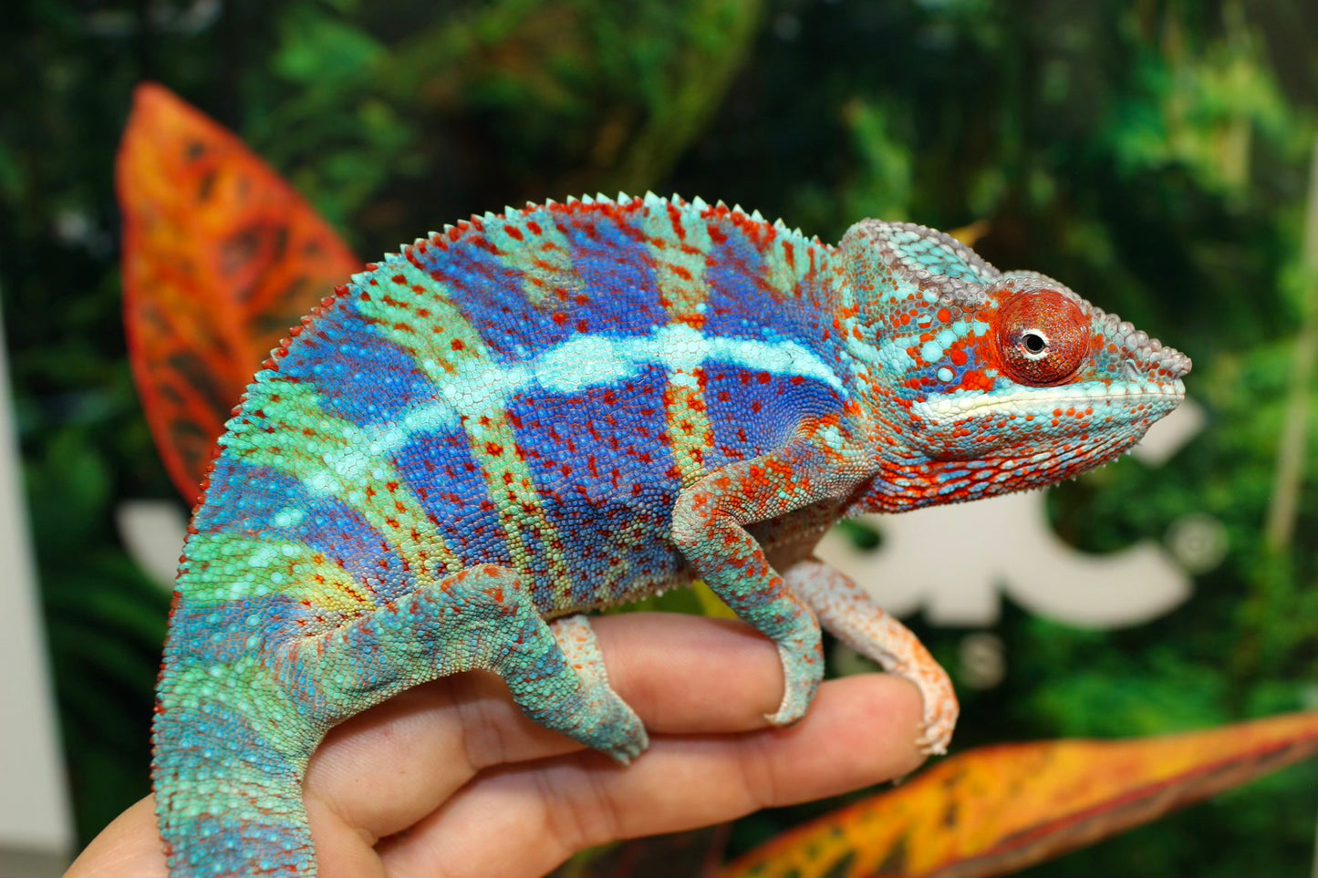 Ambanjilobe Panther Chameleon