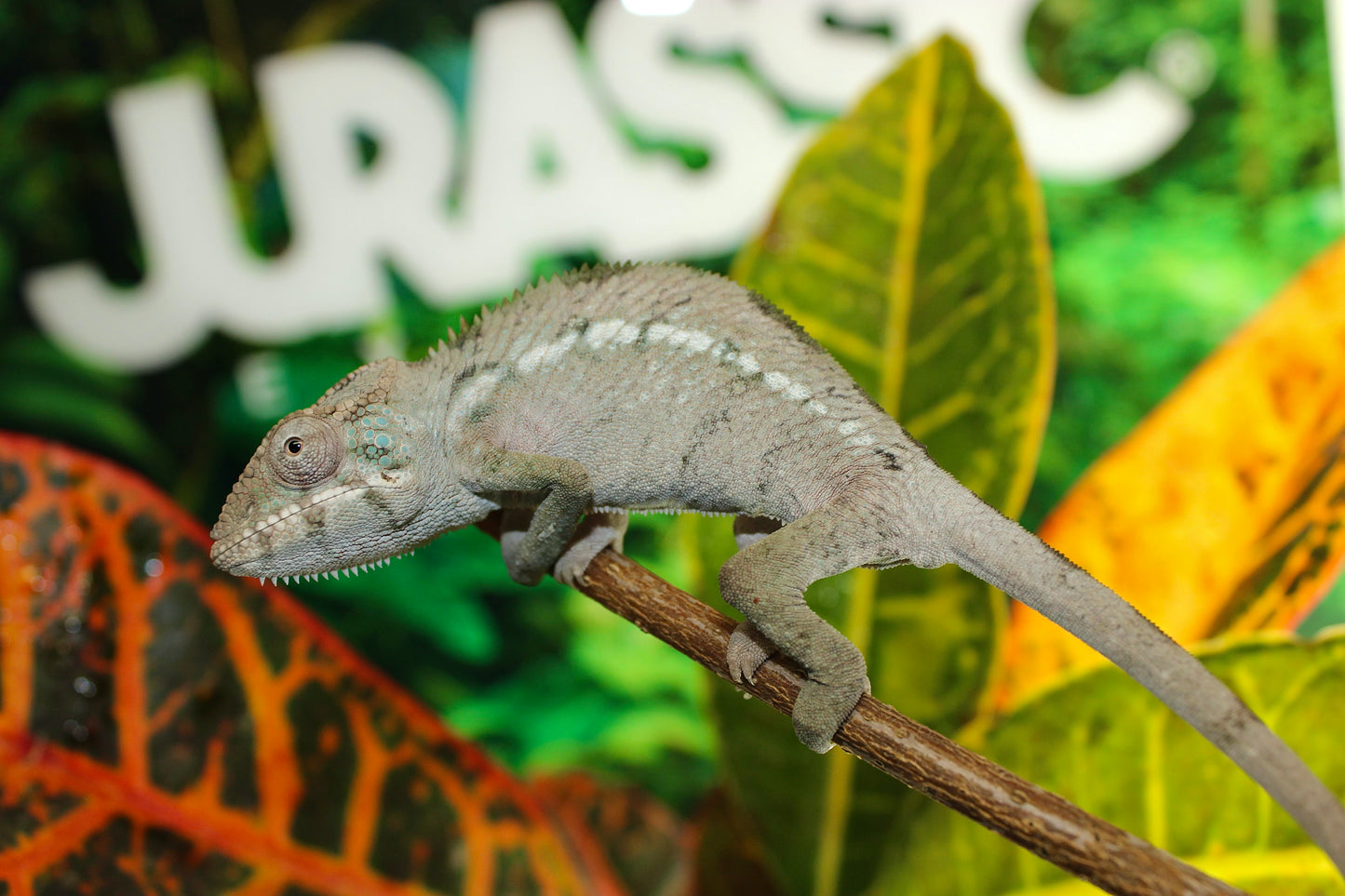 Female Ambilobe Panther Chameleon