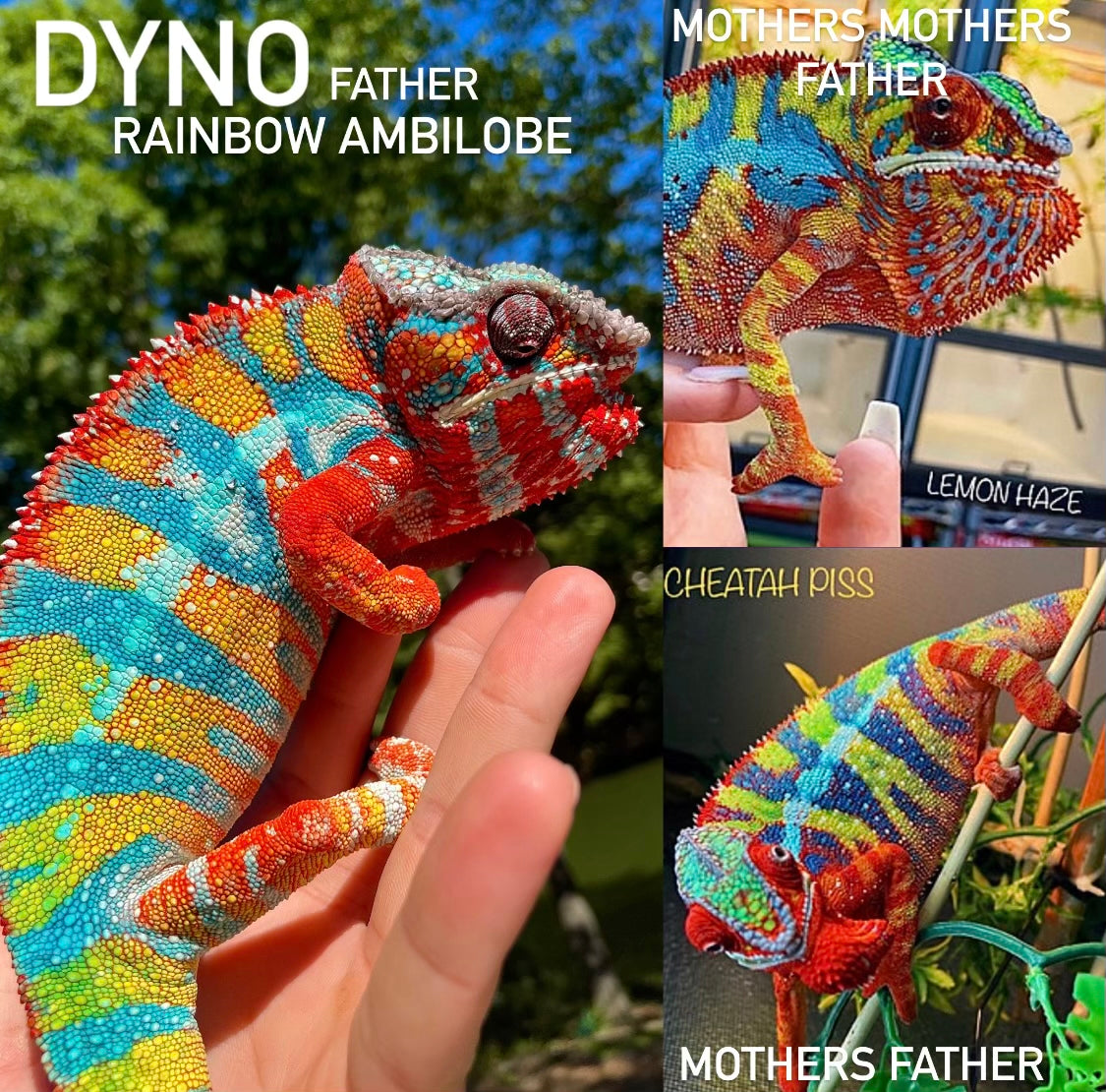 Female Ambilobe Panther Chameleon
