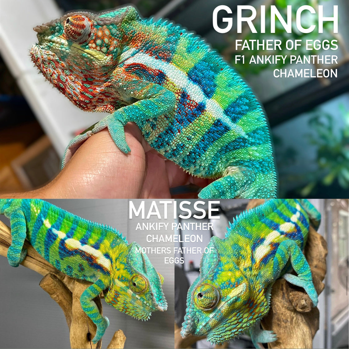 *EXCLUSIVE* Ankify Panther Chameleon Eggs