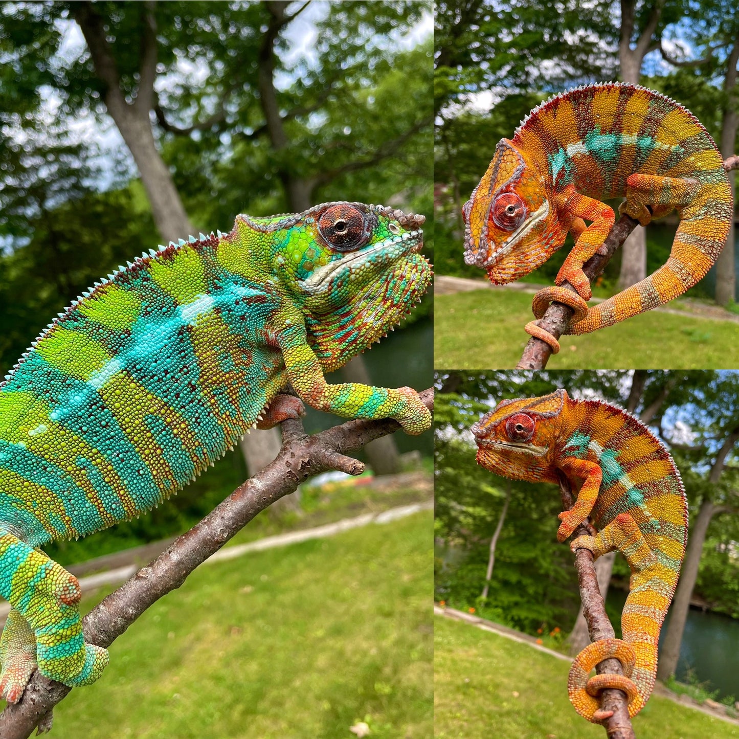 Ambilobe Panther Chameleon