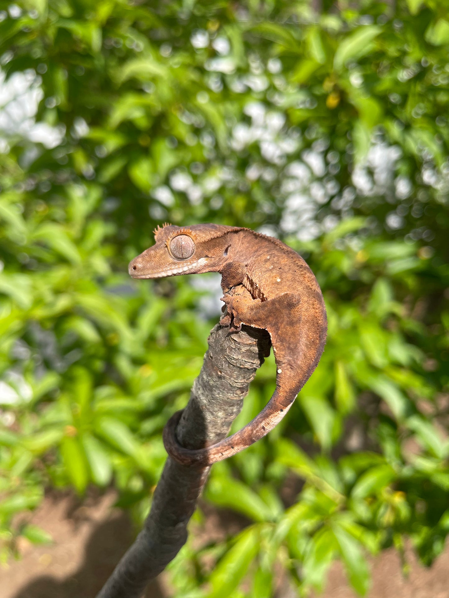 Baby Crested Gecko