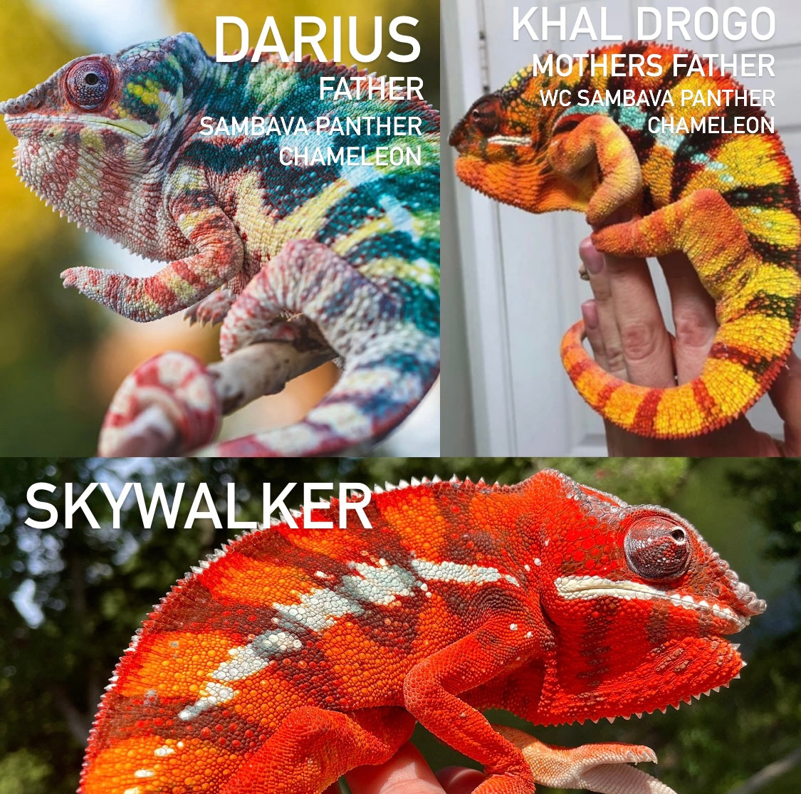 F3 Sambava Panther Chameleon