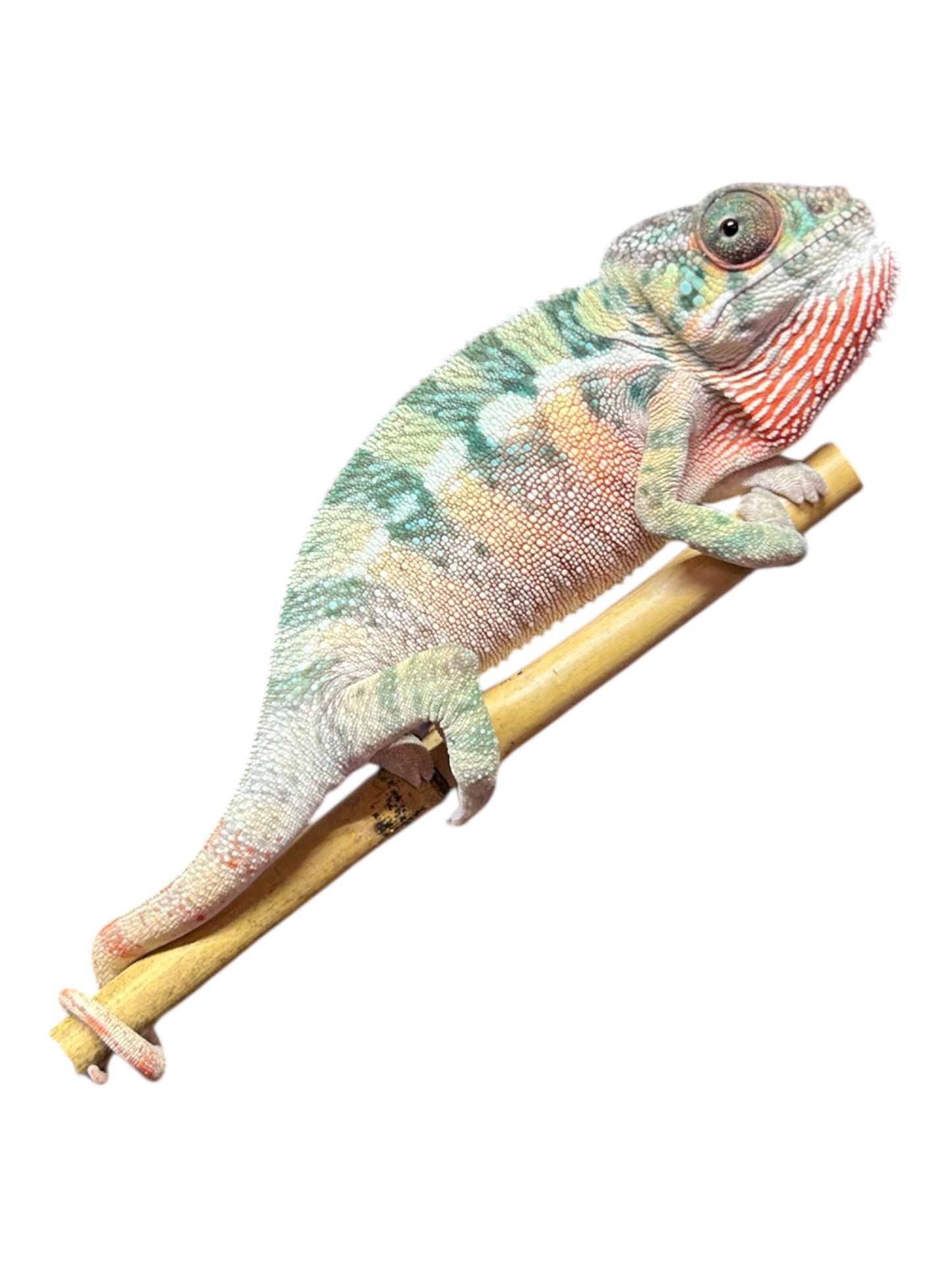 Pure YBBB Ambilobe Male Panther Chameleon