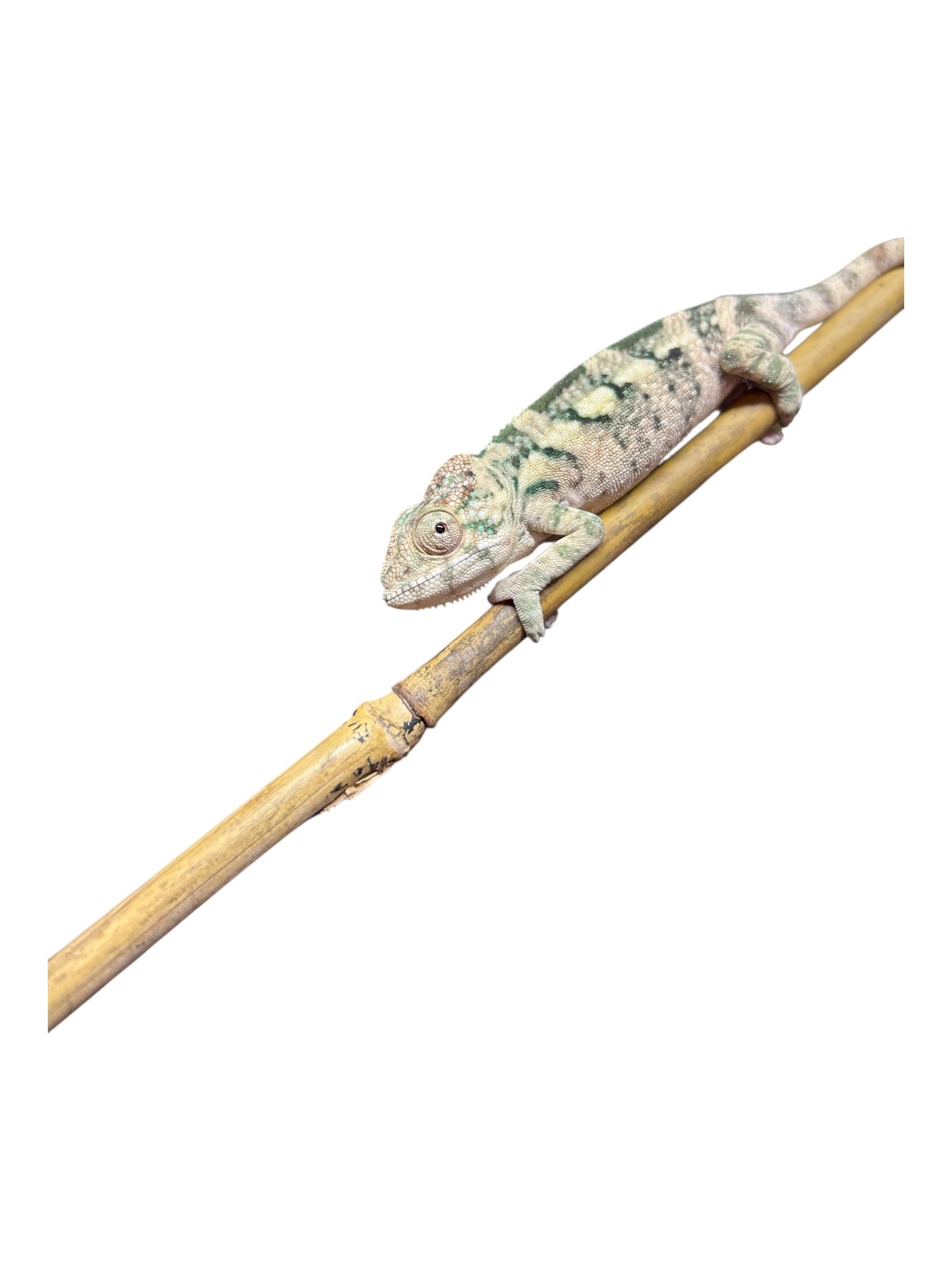 Pure YBBB Ambilobe Female