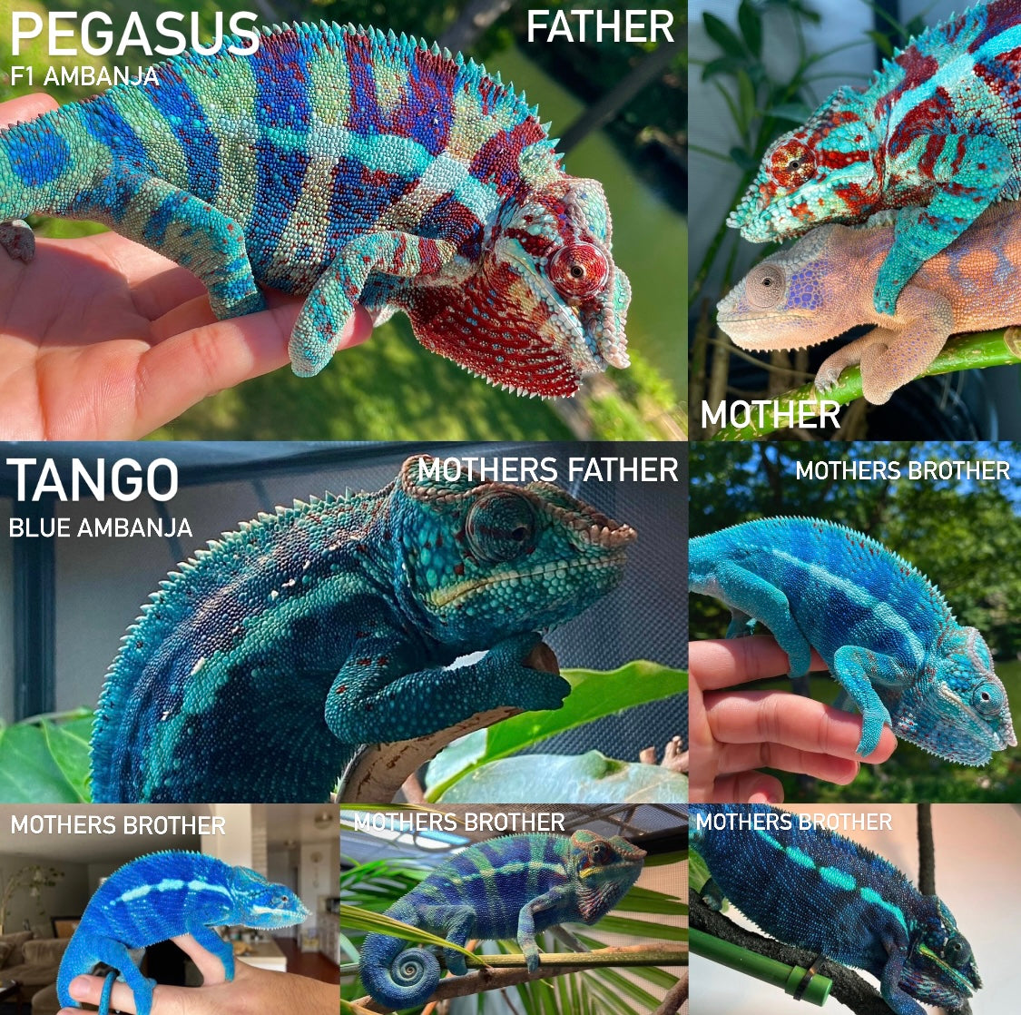 Blue Ambanja Panther Chameleon Eggs
