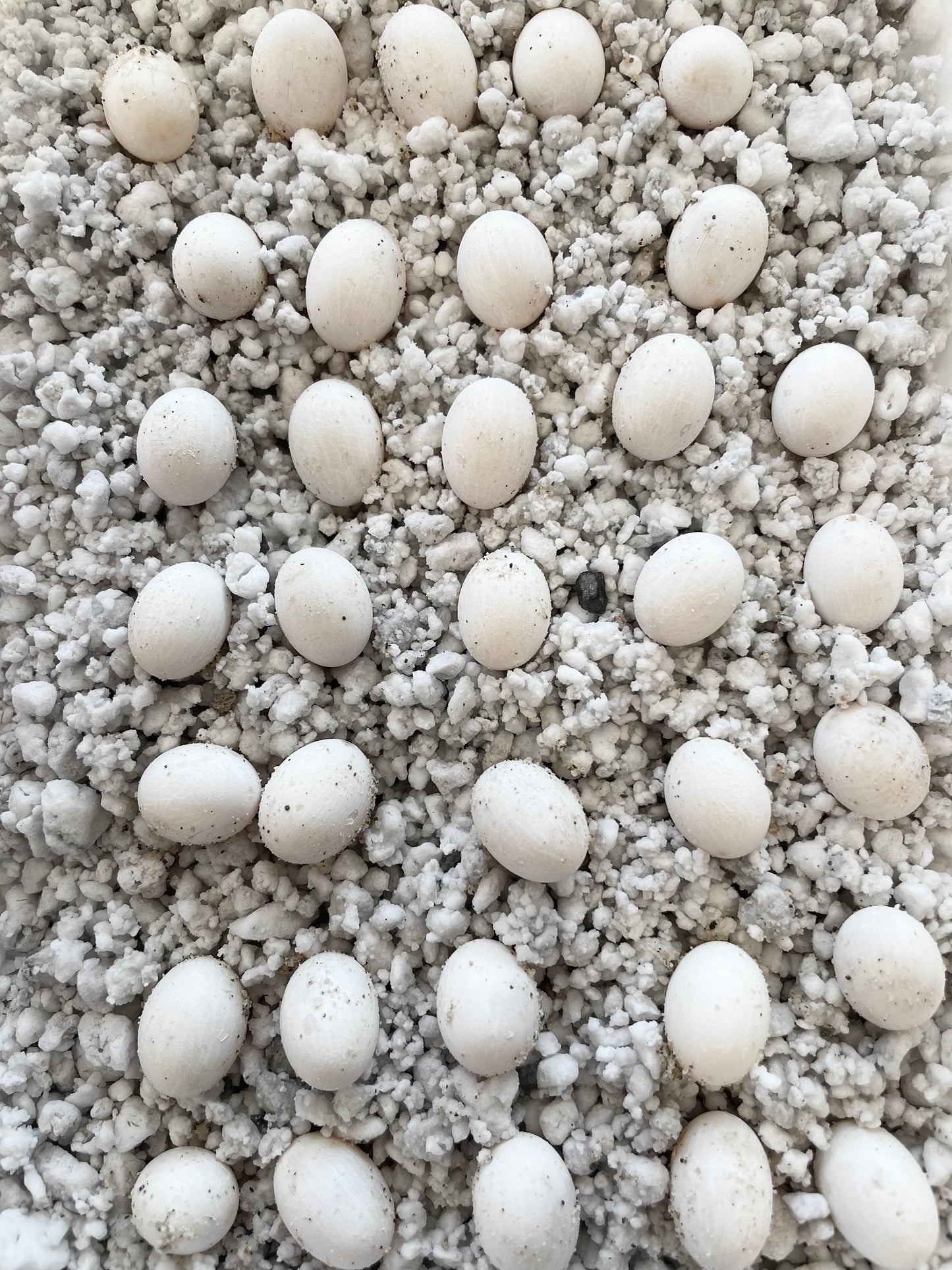*EXCLUSIVE* Blue Ambanja Panther Chameleon Eggs