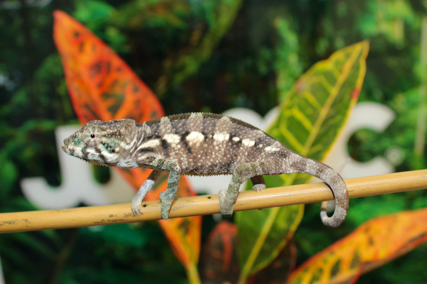 Female Sambavilobe Panther Chameleon