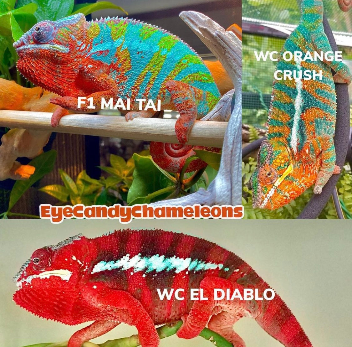 Female Sambavilobe Panther Chameleon
