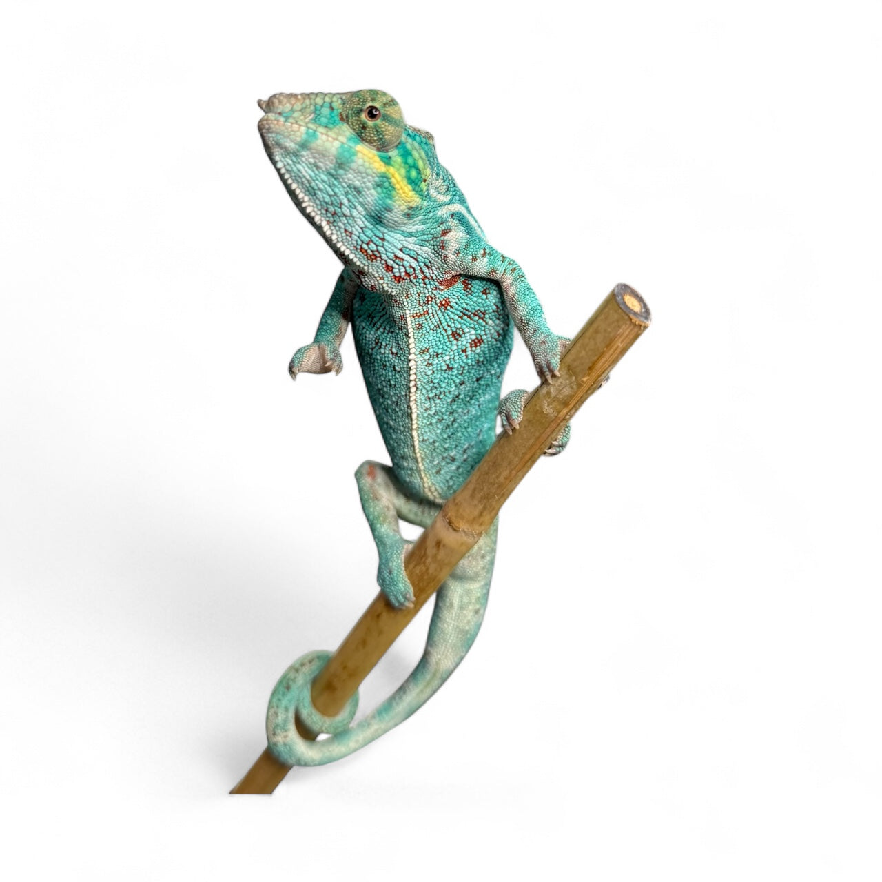 EU Imported Captive Bred Breeding Pair