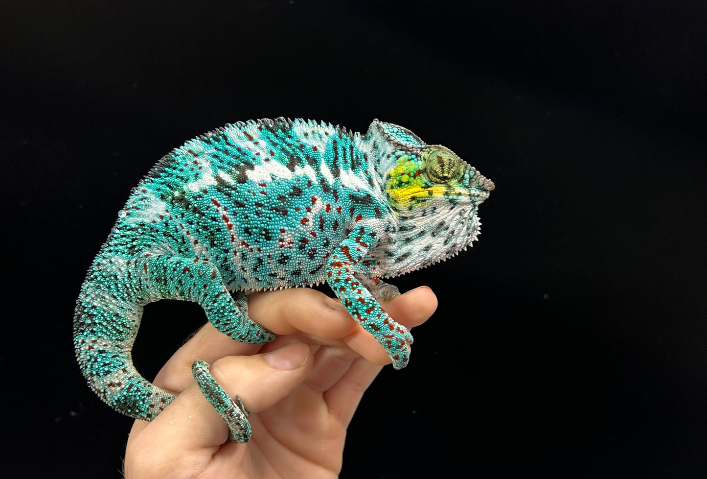 Captive Bred Eu Imported Nosy Faly Male