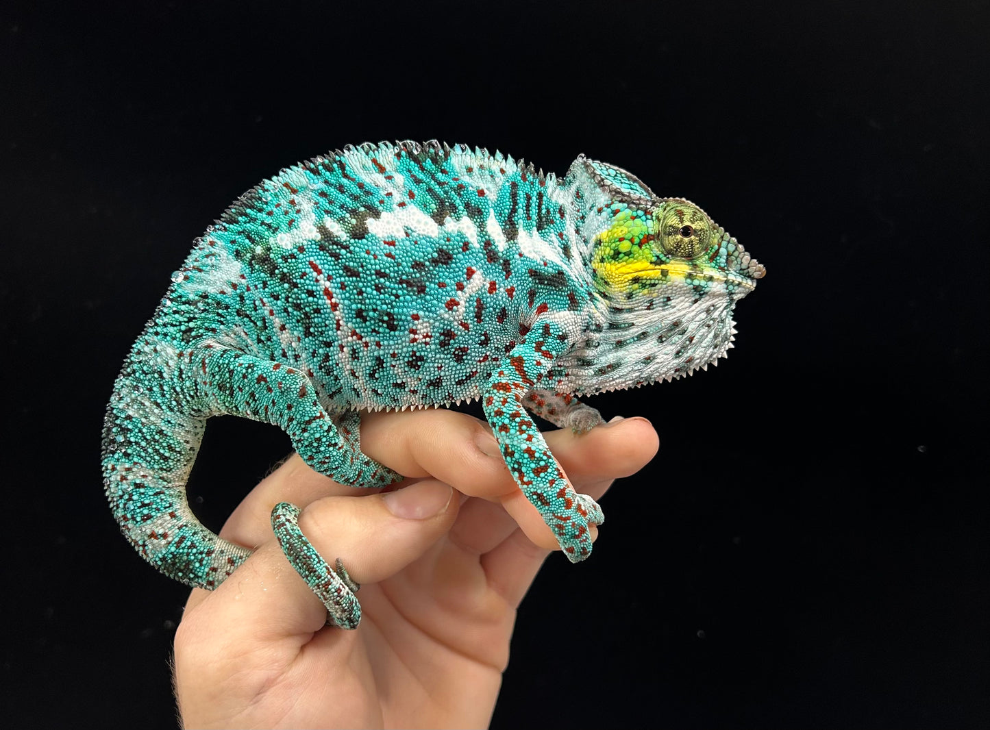 Captive Bred Eu Imported Nosy Faly Male