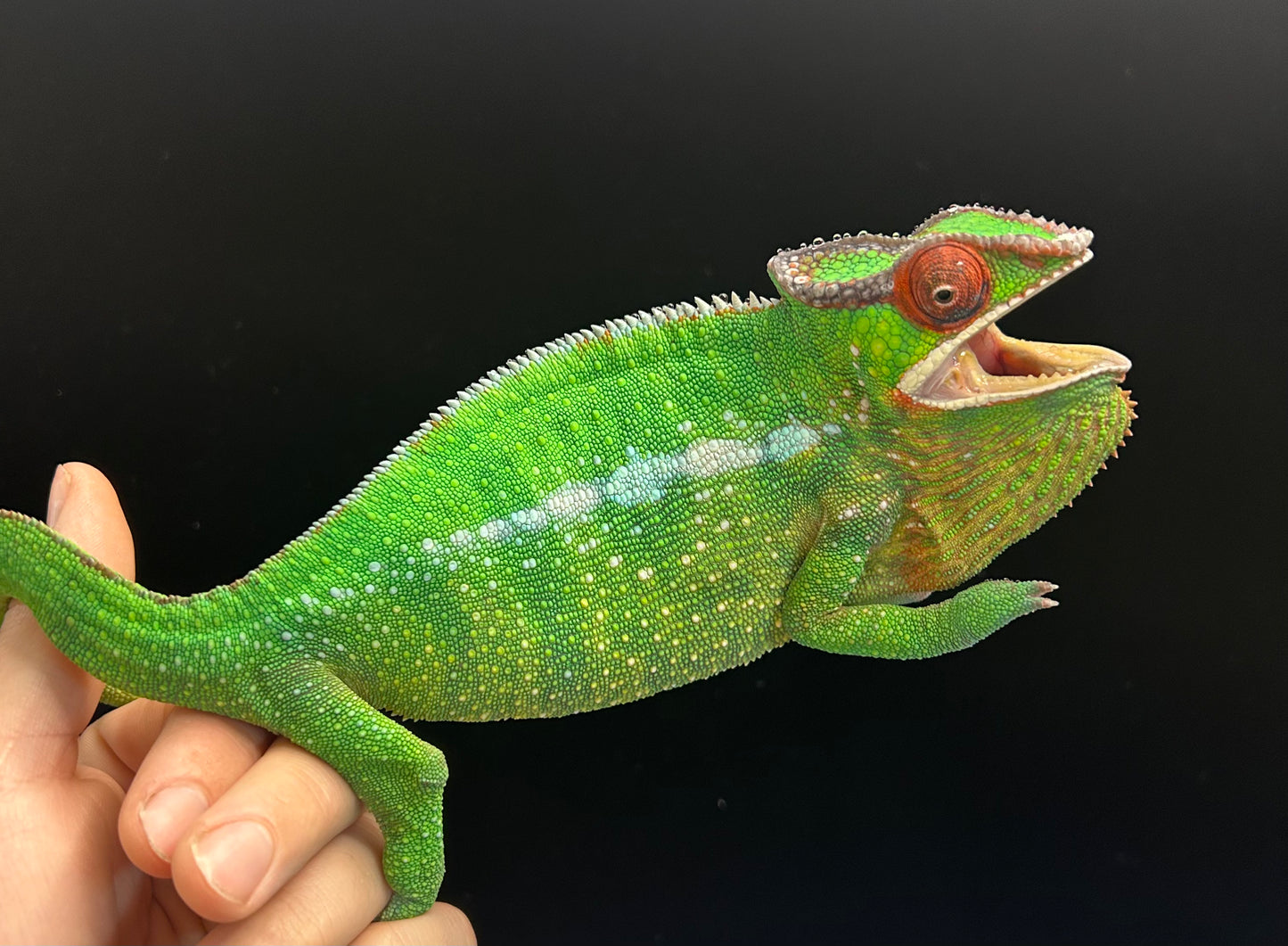 US Lineage Nosy Mitsio Panther Chameleon Adult Male
