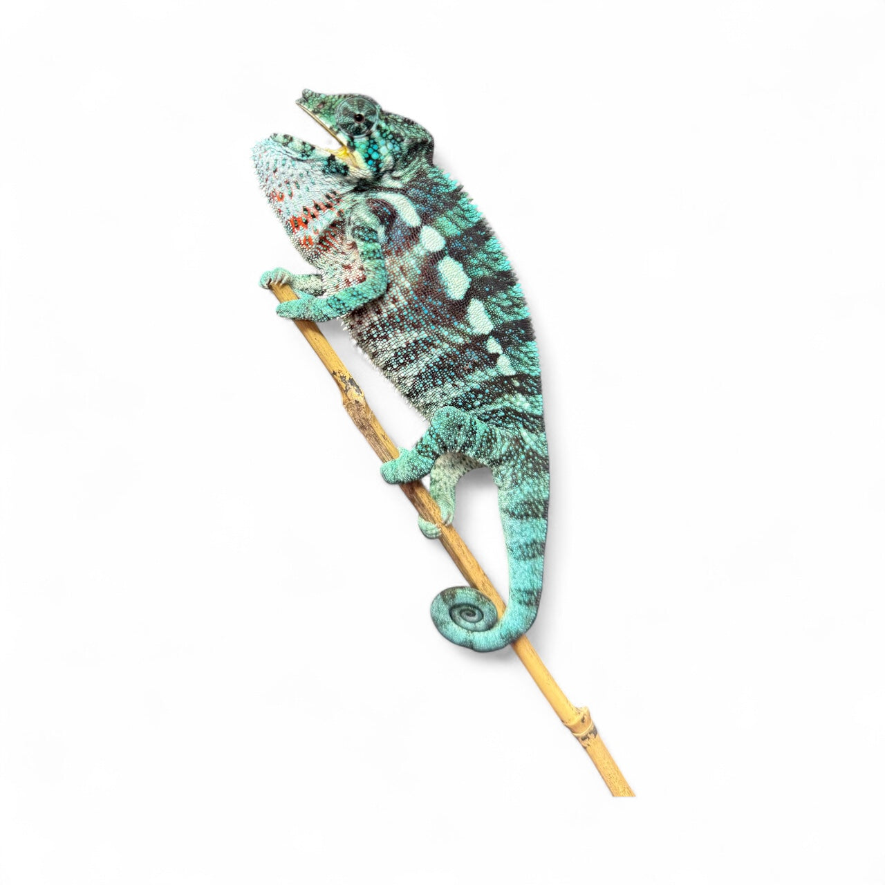 Pure Blue Ambanja Male JE-016
