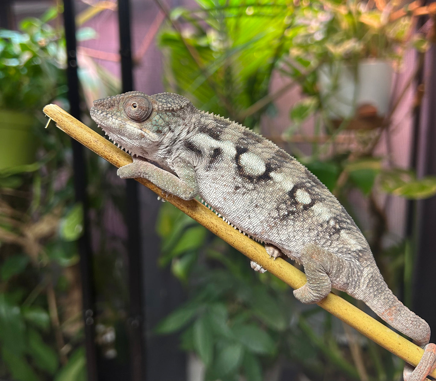 Red Ambilobe x Red Sambava Female