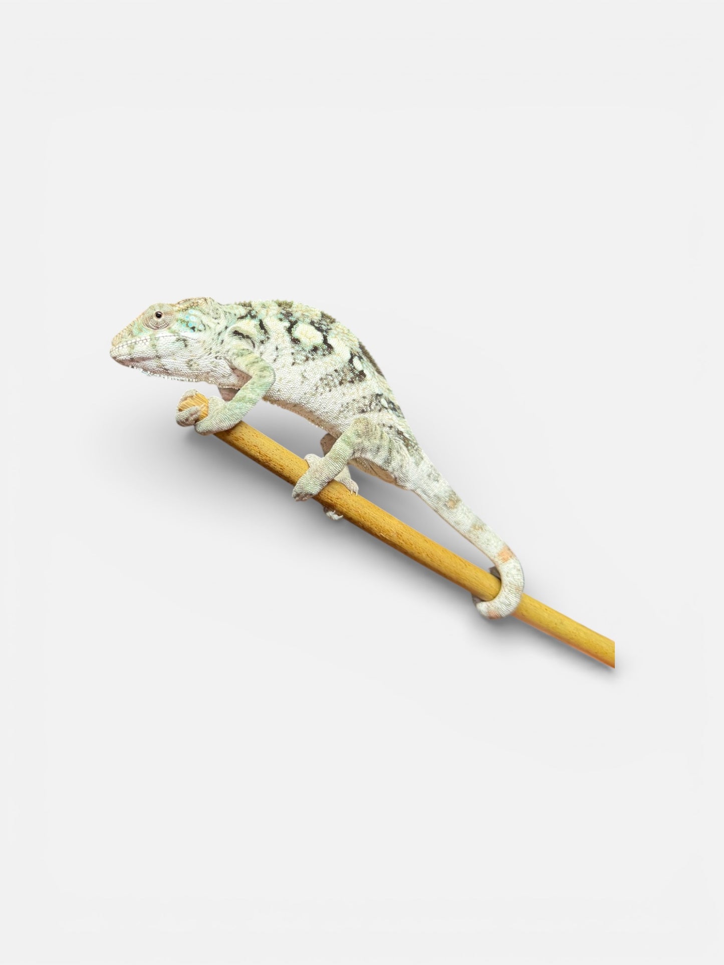 Pure YBBB Ambilobe Female