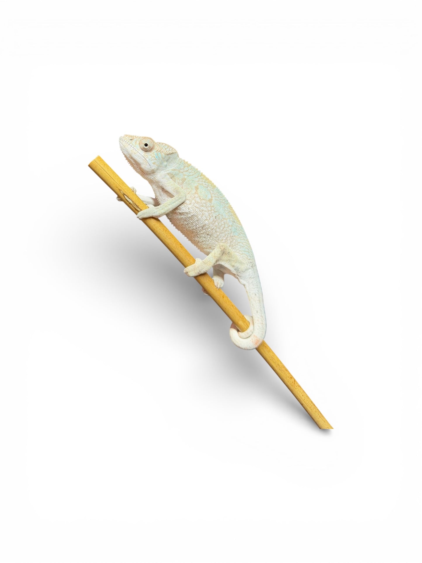 Pure Yellow Body Blue Bar Female