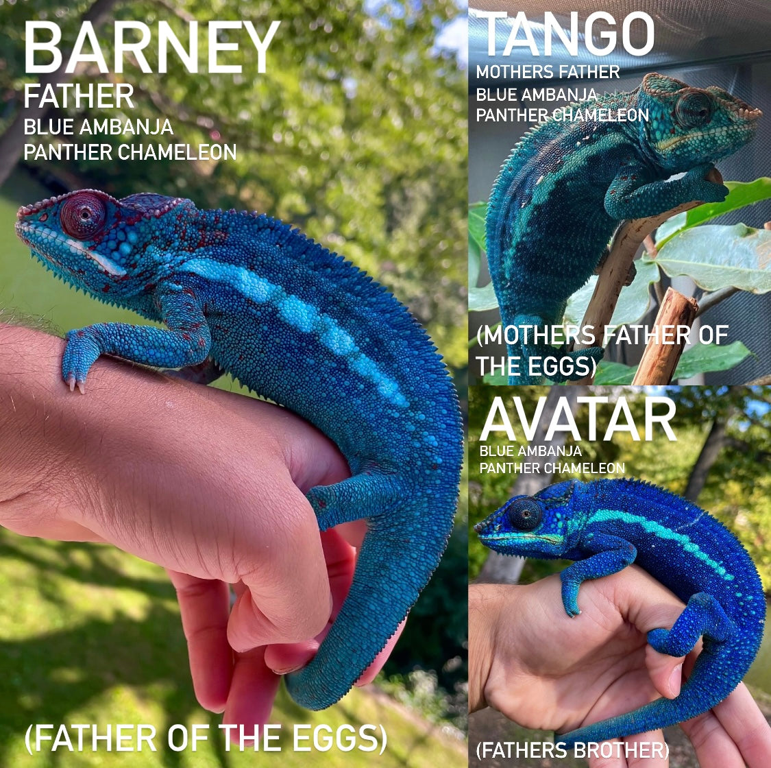 *EXCLUSIVE* Blue Ambanja Panther Chameleon Eggs