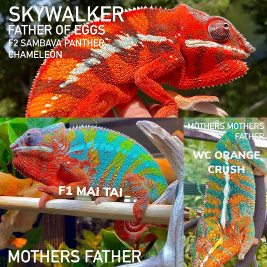 Sambava X Ambilobe Panther Chameleon Eggs