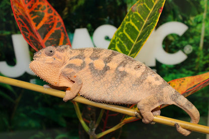 Female Nosy Be Panther Chameleon