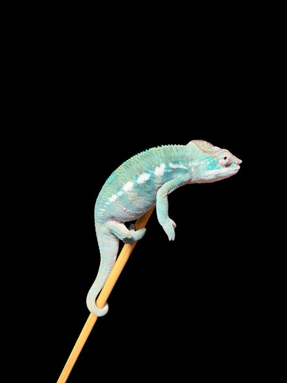 Juvenile Dark Blue Ambanja