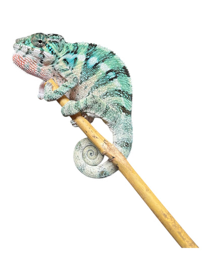 Pure YBBB Ambilobe Male