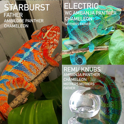 Ambanjilobe Panther Chameleon