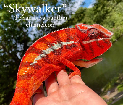 Female Sambavilobe Panther Chameleon
