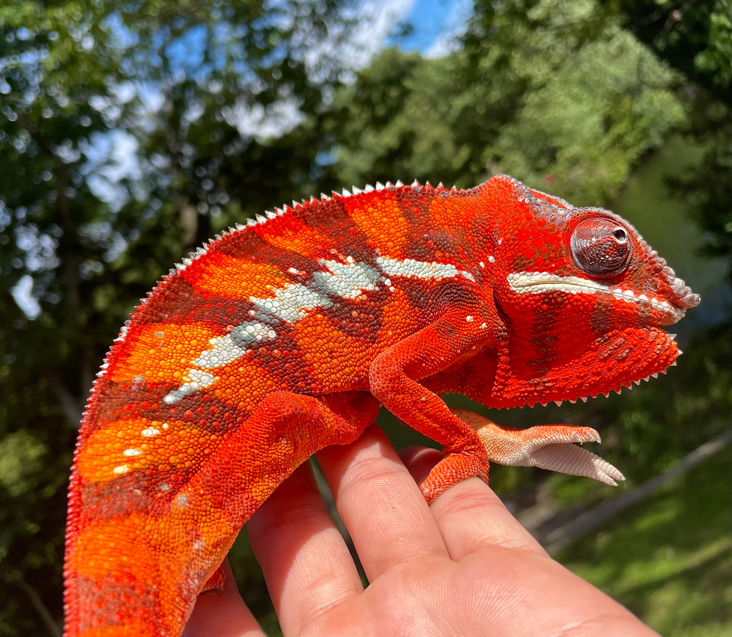 F3 Sambava Panther Chameleon