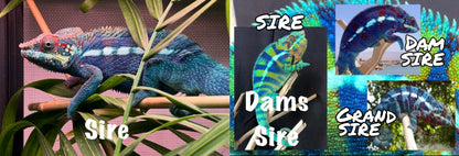 Juvenile Dark Blue Ambanja