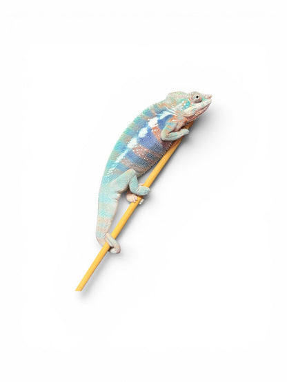 Pure Blue Ambanja Male