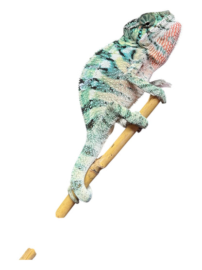 Pure YBBB Ambilobe Male