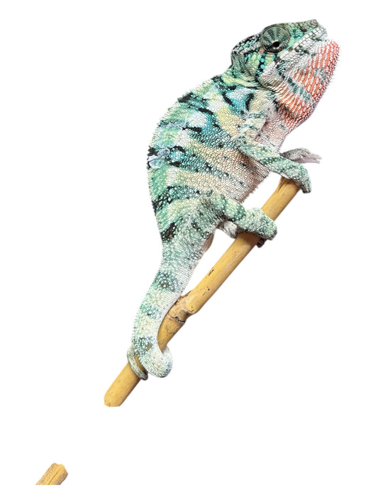 Pure YBBB Ambilobe Male