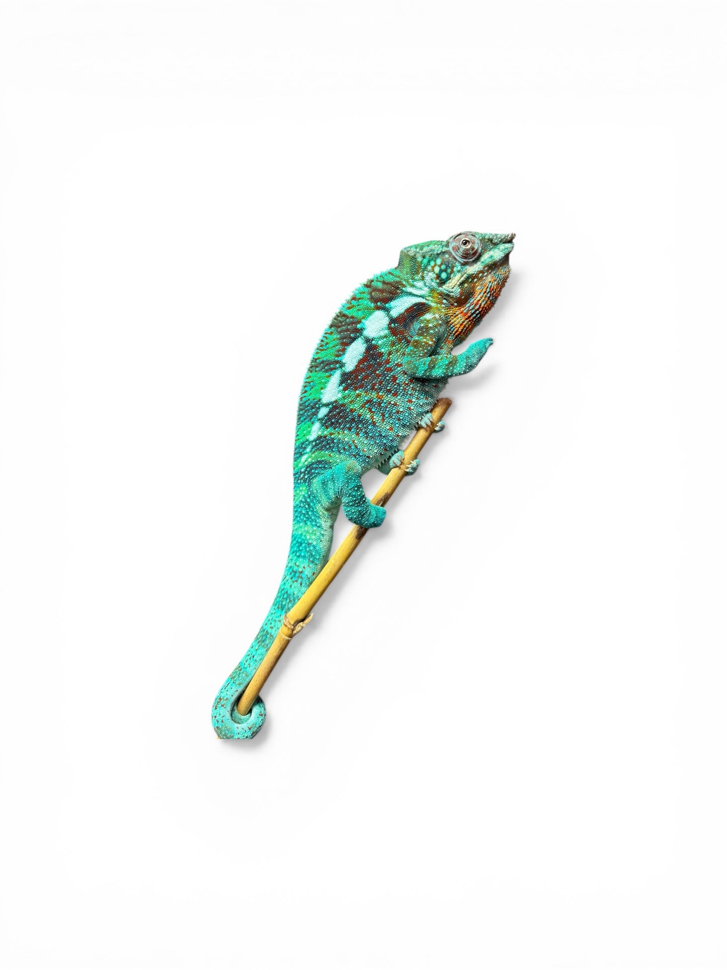 Pure Blue Ambanja Male
