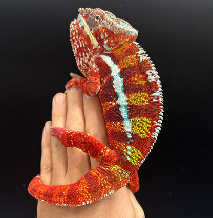 Red Body Red Bar Ambilobe