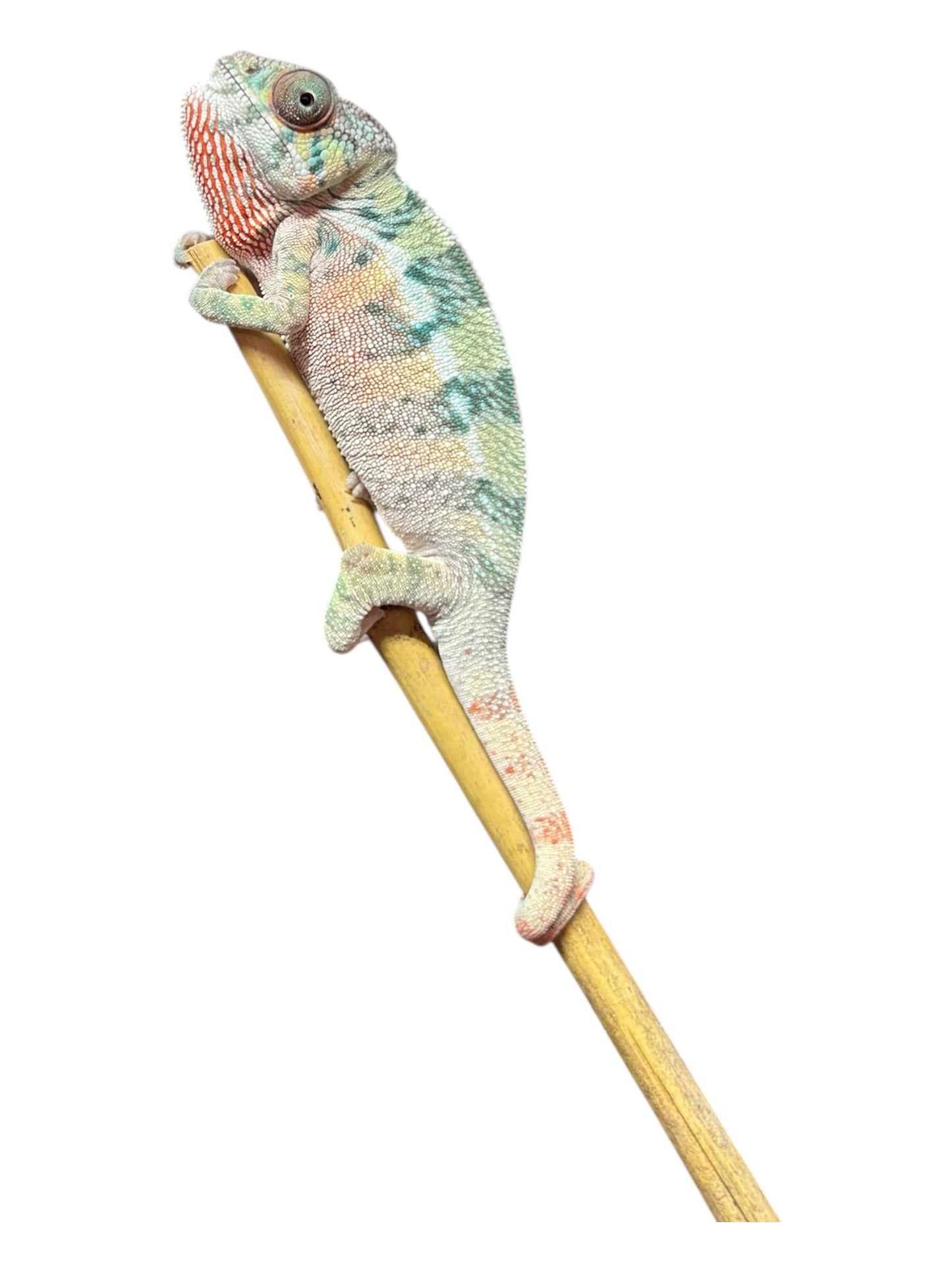 Pure YBBB Ambilobe Male Panther Chameleon